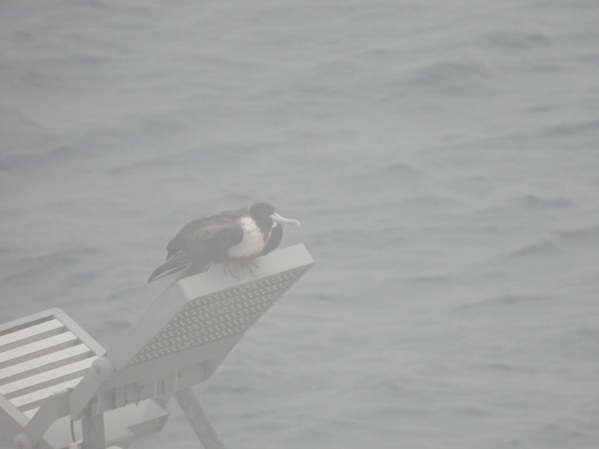 Magnificent Frigatebird - ML620797722