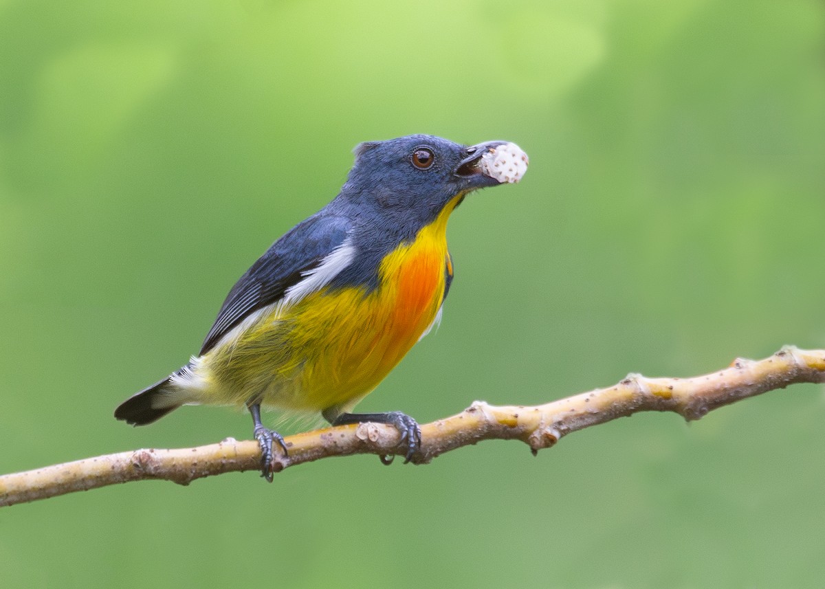 Yellow-rumped Flowerpecker - ML620797736