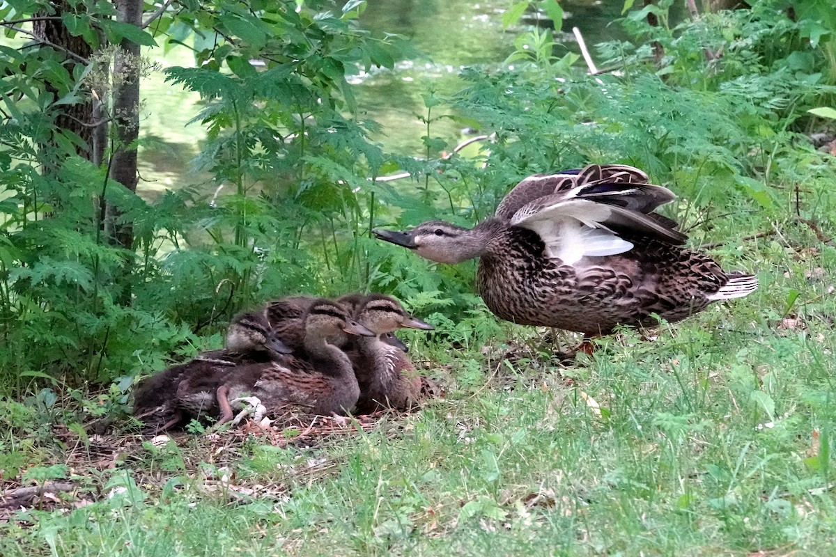 Canard colvert - ML620797746