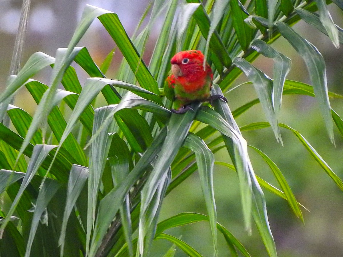 Crimson-fronted Parakeet - ML620797761