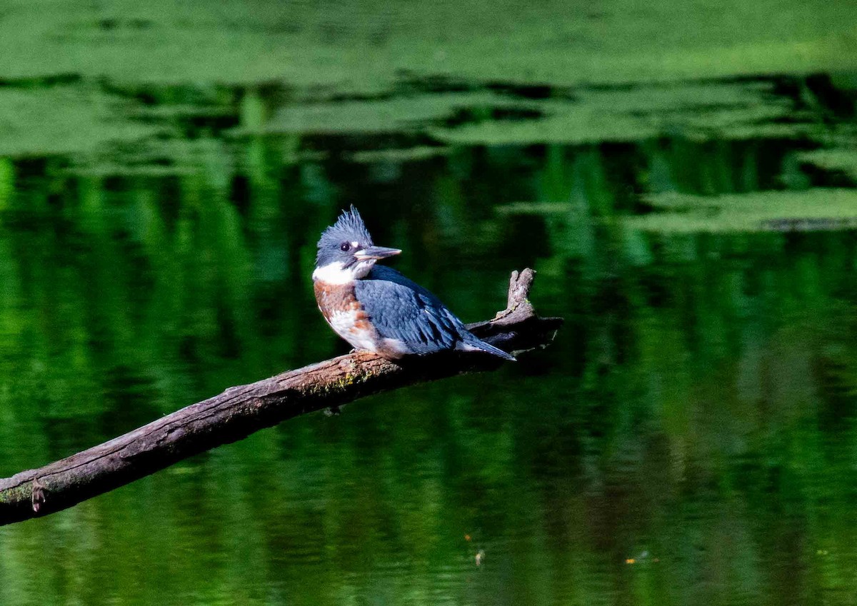 Belted Kingfisher - ML620797764