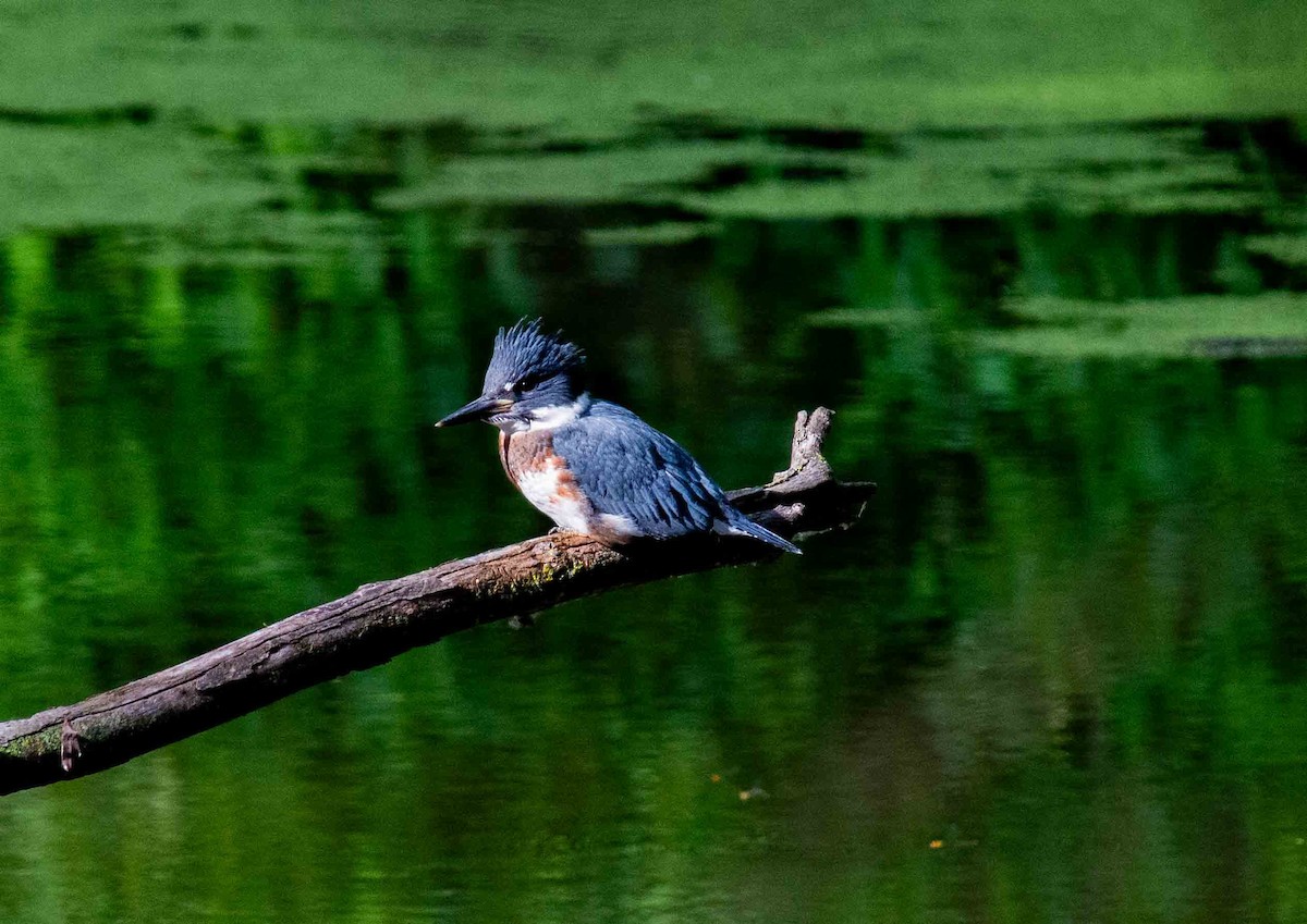 Belted Kingfisher - ML620797765