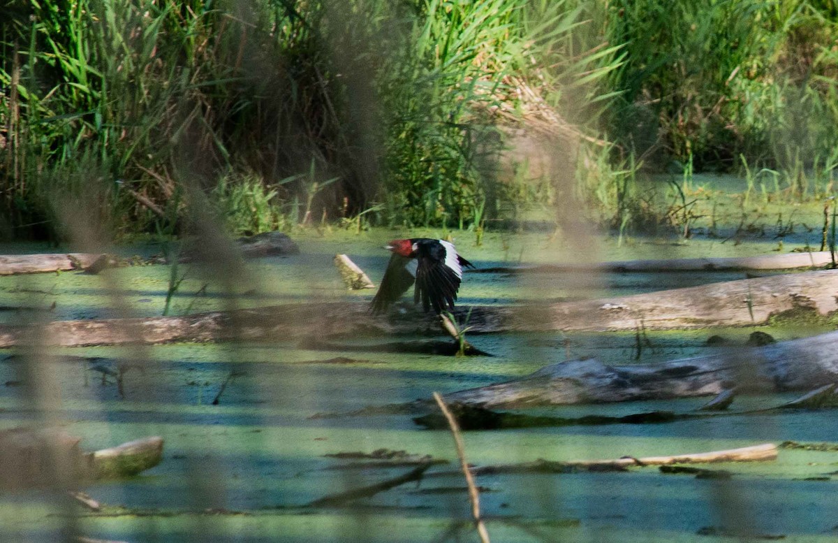 Red-headed Woodpecker - ML620797770