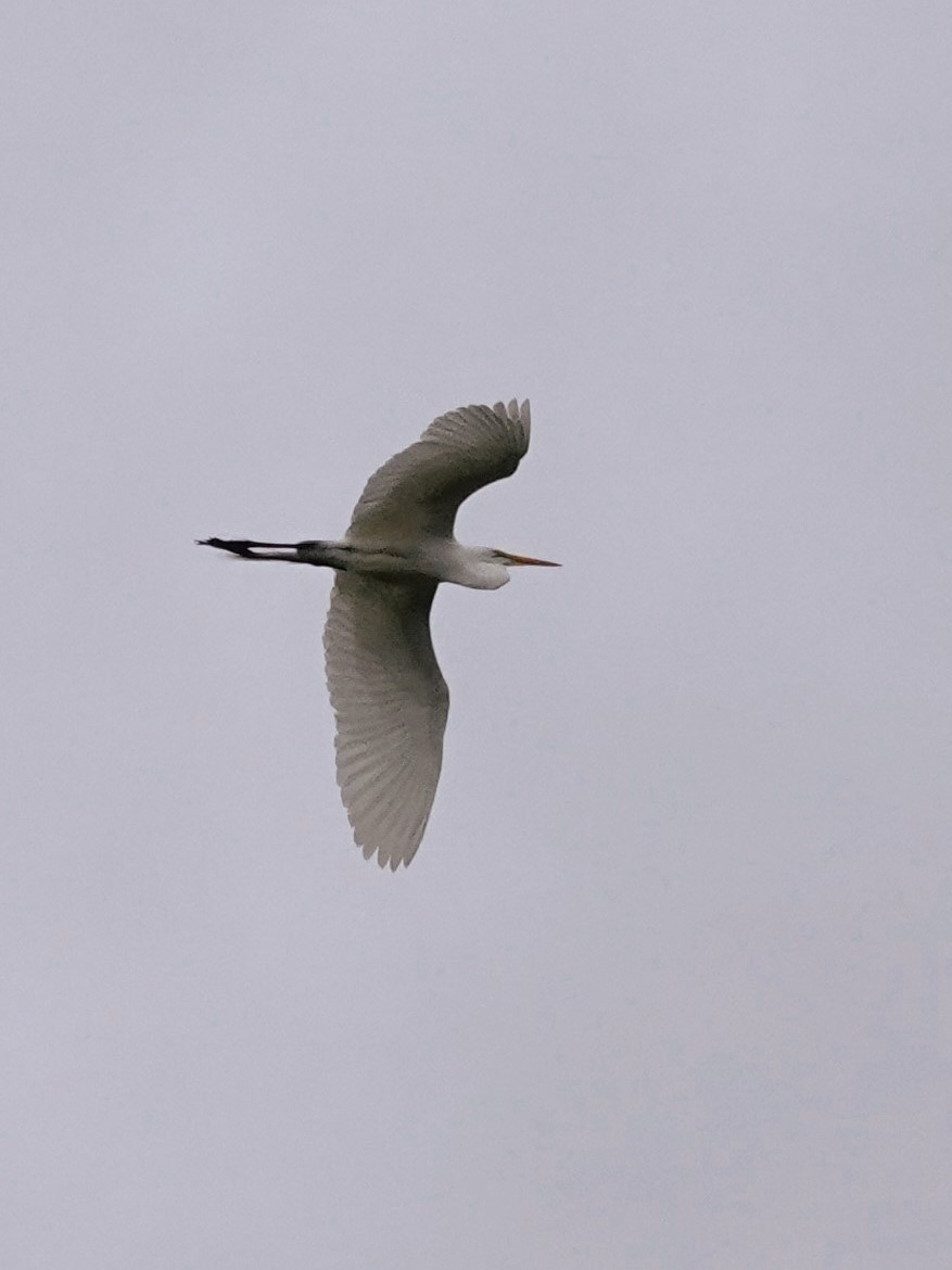 Great Egret - ML620797776