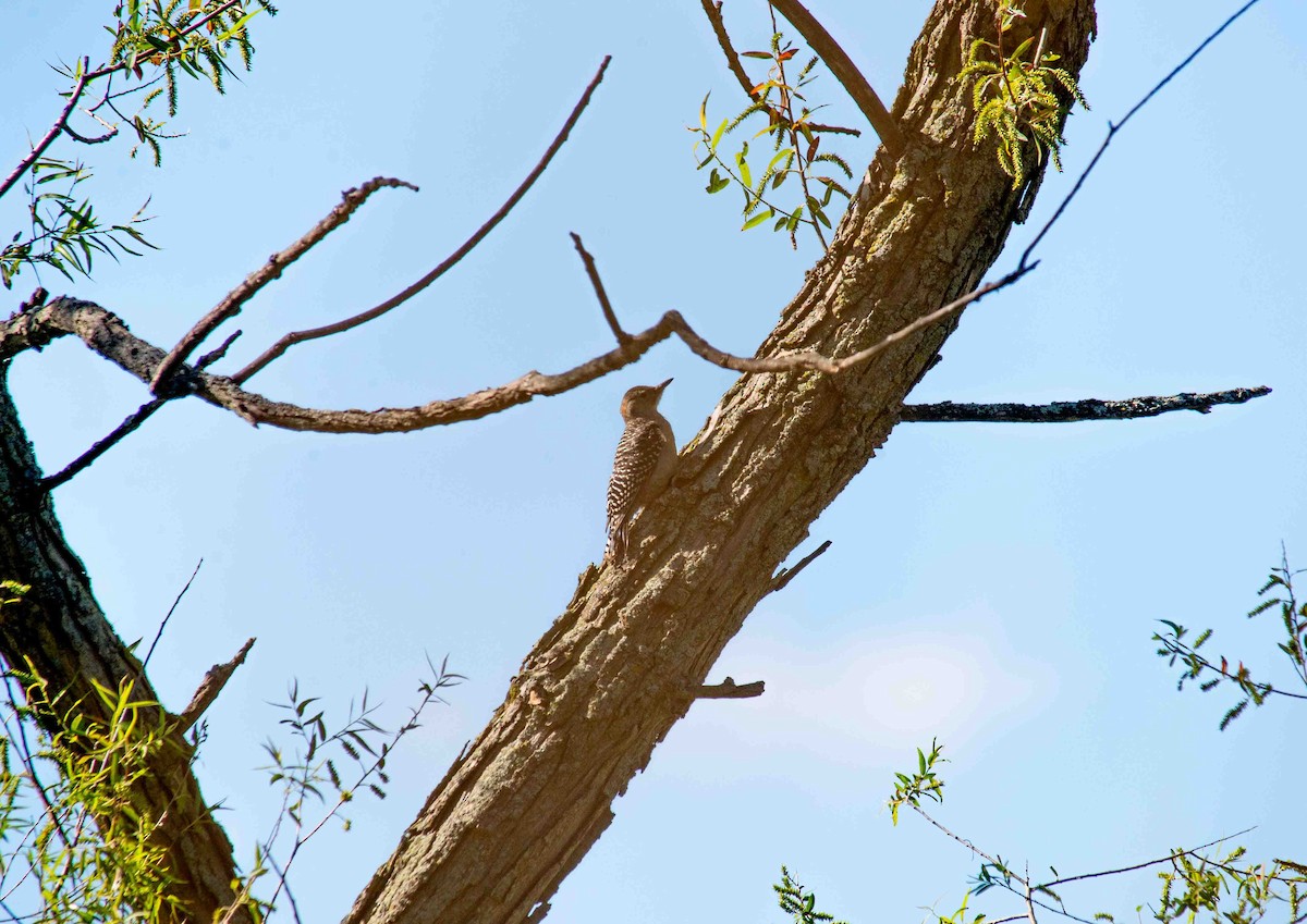 Red-bellied Woodpecker - ML620797777