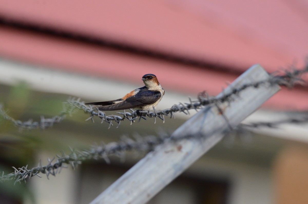 Red-rumped Swallow - ML620797782