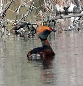 Horned Grebe - ML620797787