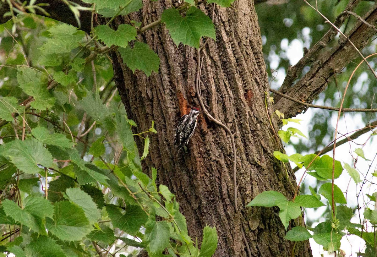 Yellow-bellied Sapsucker - ML620797788