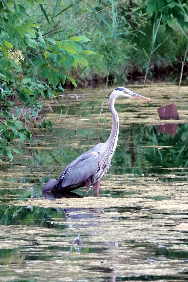 Great Blue Heron - ML620797791