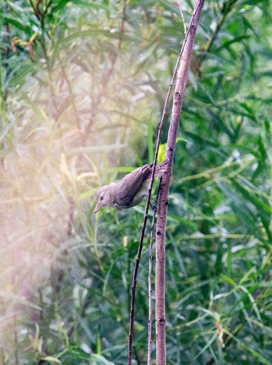 Warbling Vireo - ML620797794