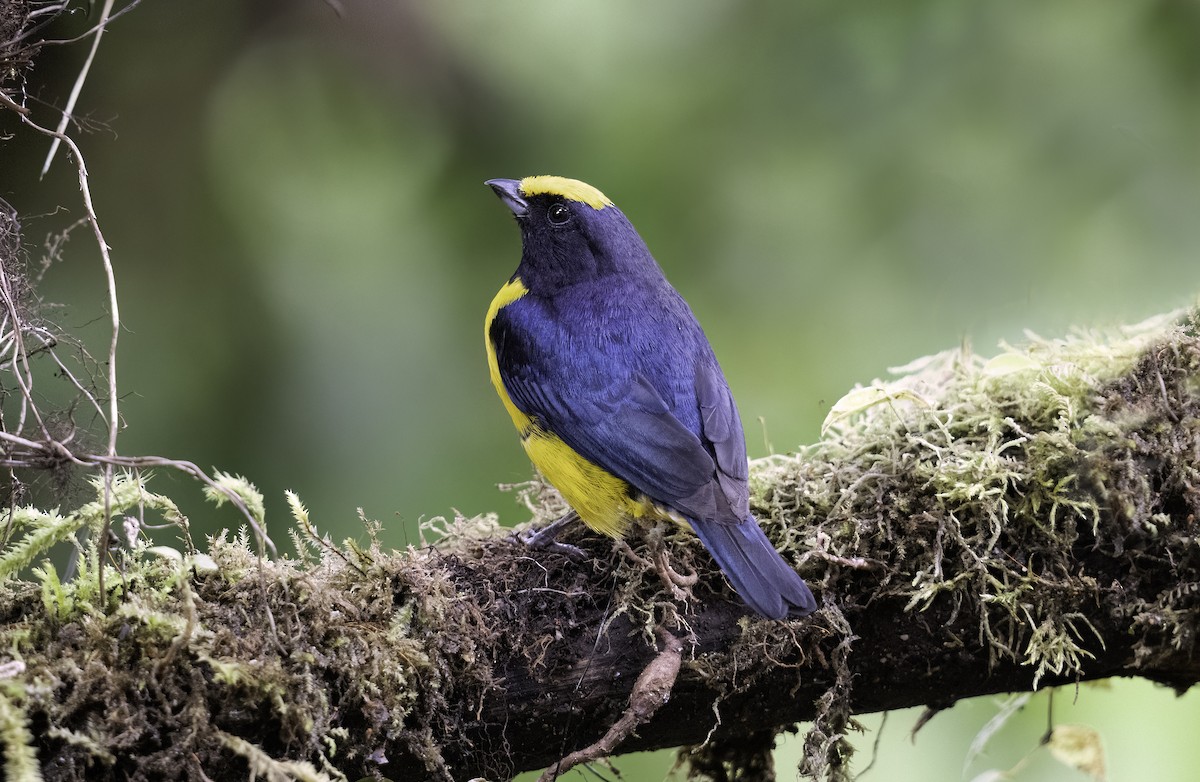 Orange-bellied Euphonia - ML620797806