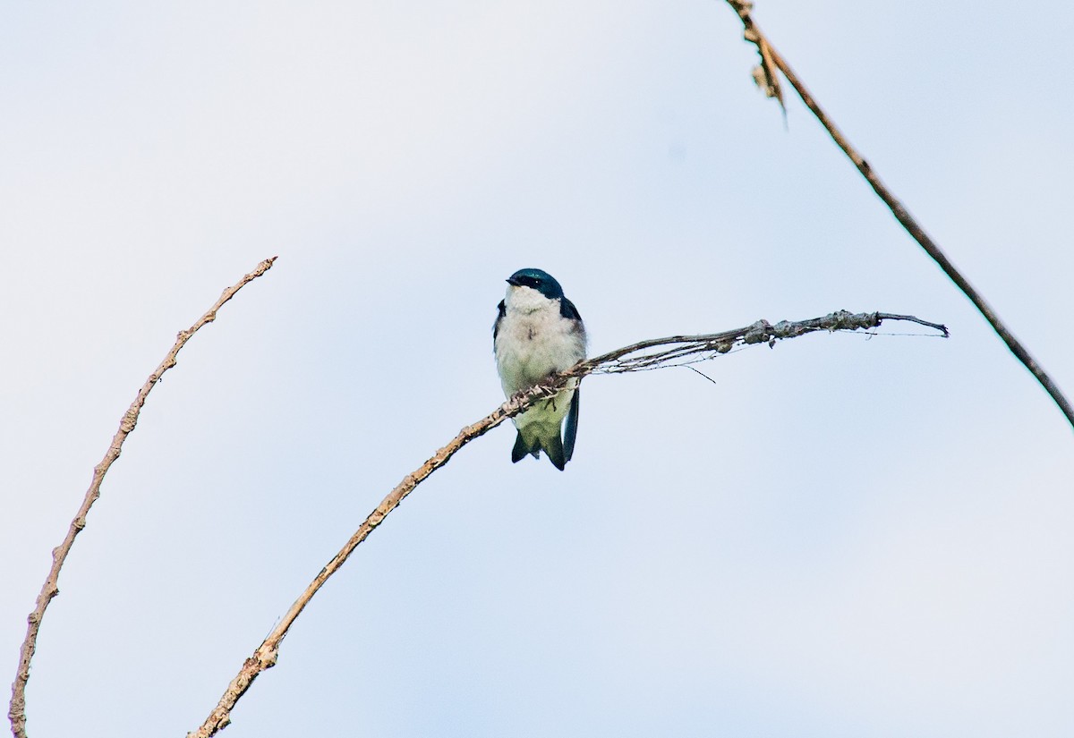 Tree Swallow - ML620797808