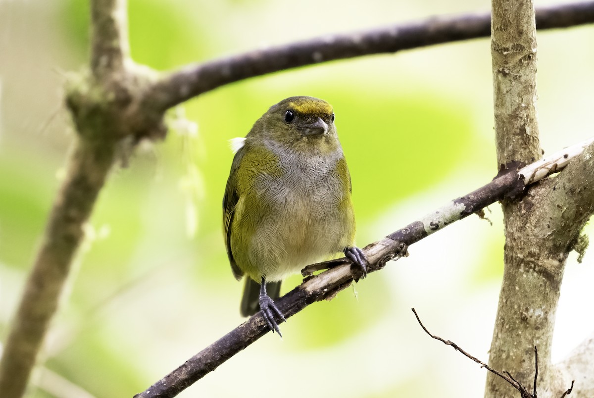 Orange-bellied Euphonia - ML620797811