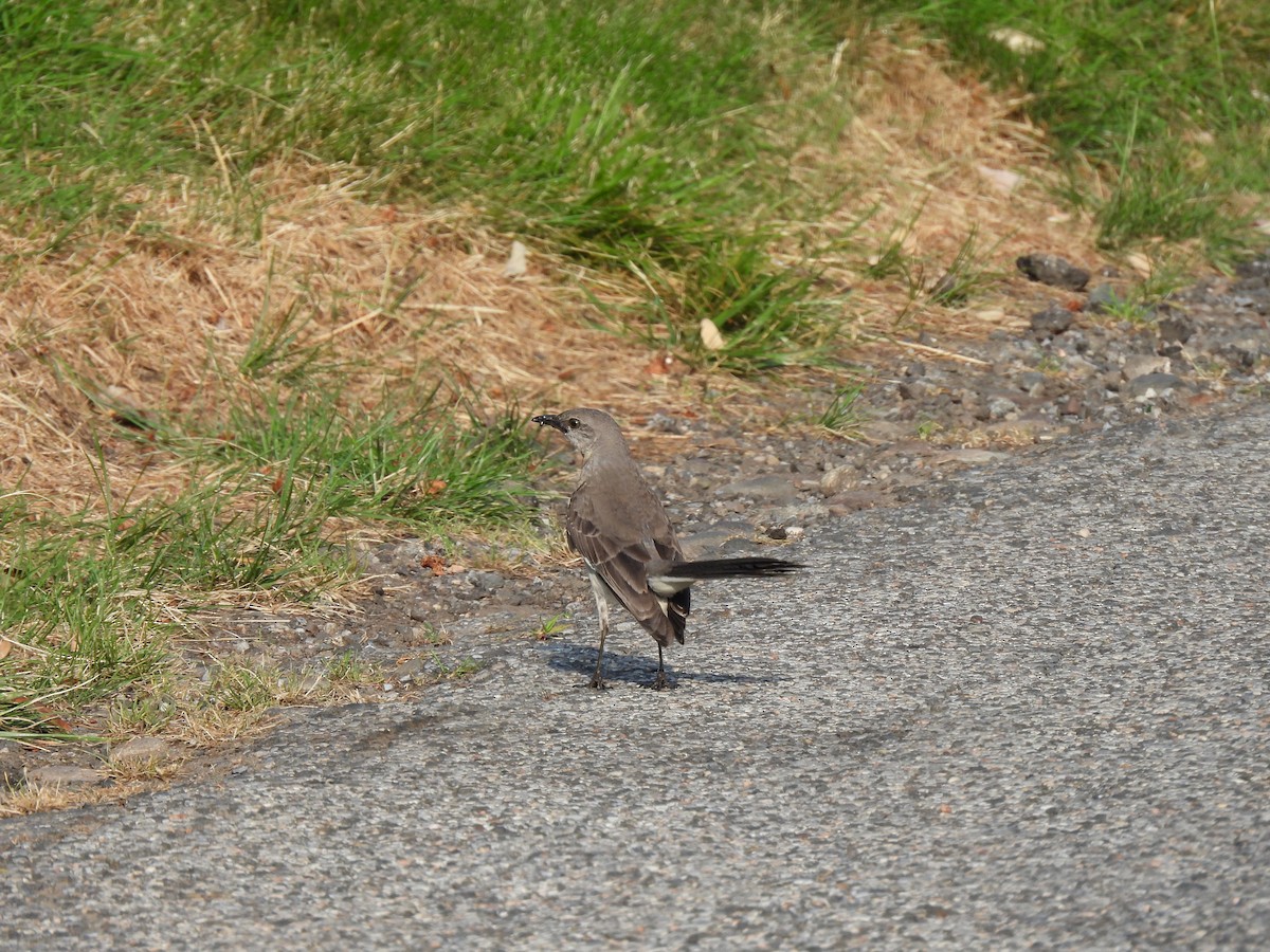 Northern Mockingbird - ML620797813