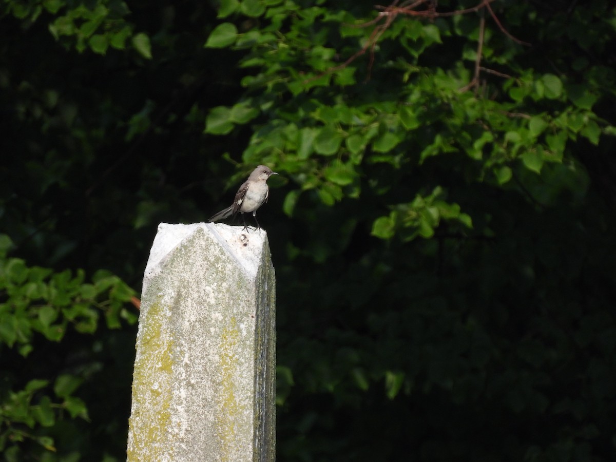 Northern Mockingbird - ML620797814