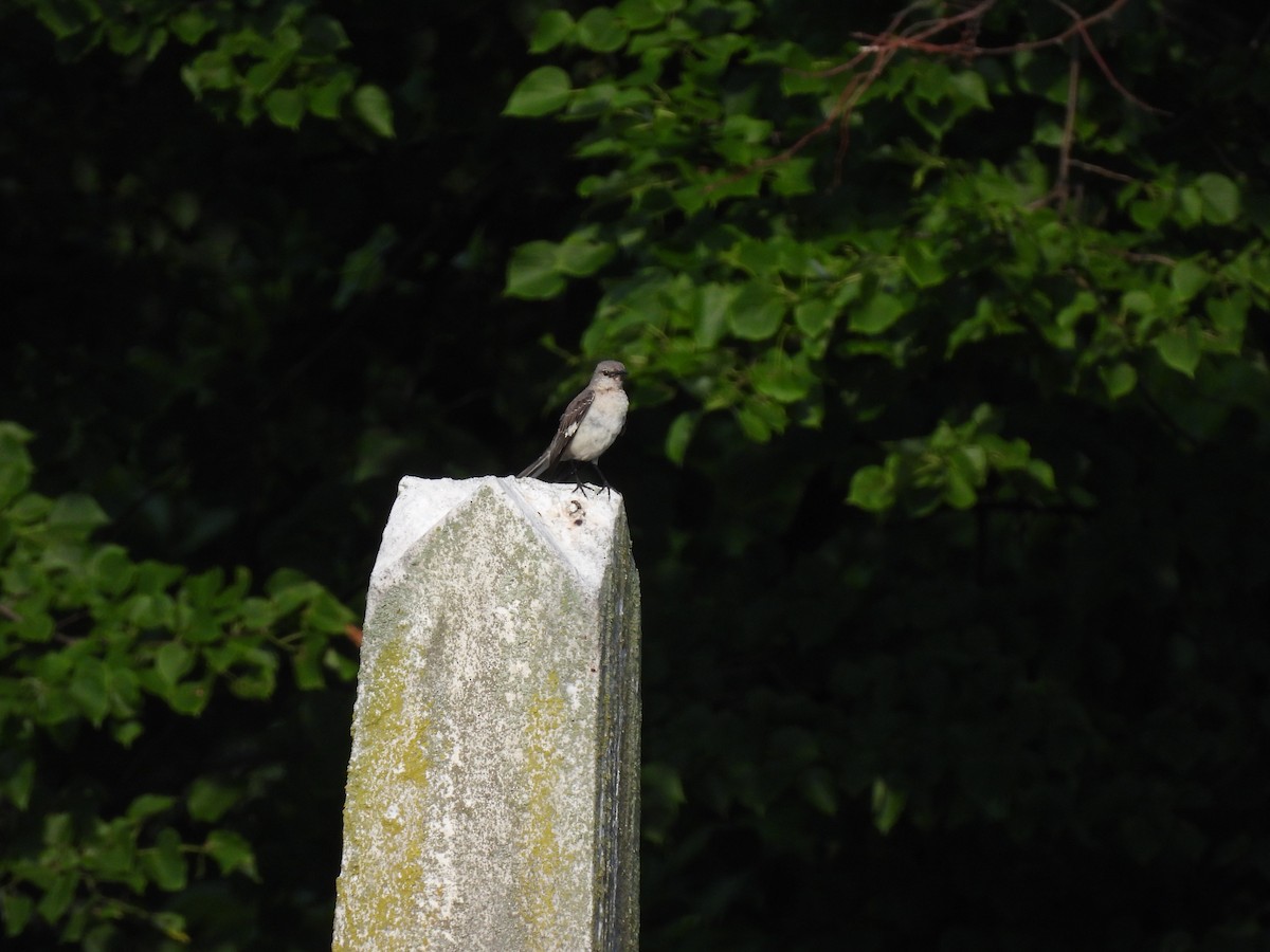 Northern Mockingbird - ML620797815