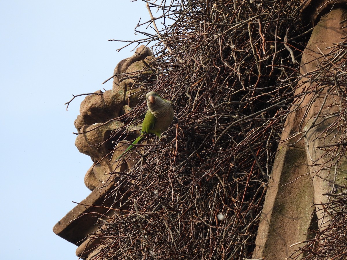 Monk Parakeet - ML620797818