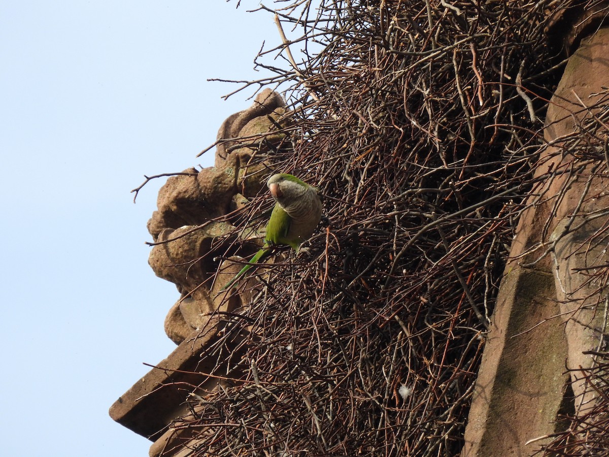 Monk Parakeet - ML620797819