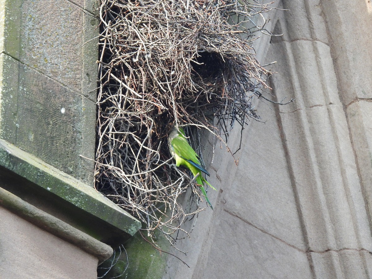 Monk Parakeet - ML620797820