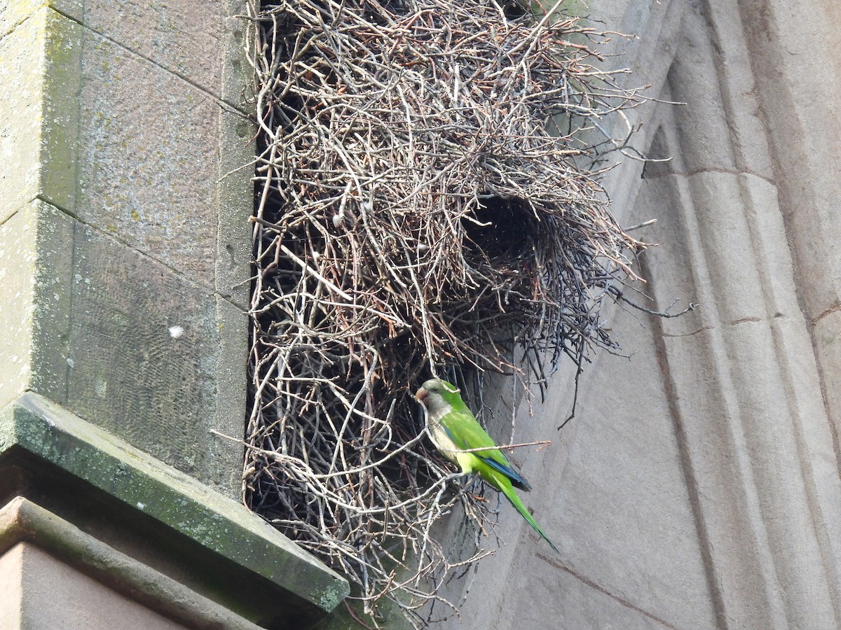 Monk Parakeet - ML620797823