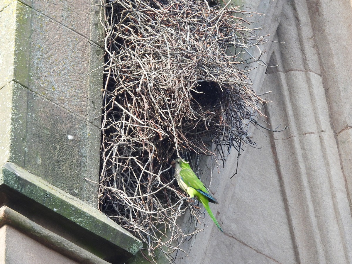 Monk Parakeet - ML620797825