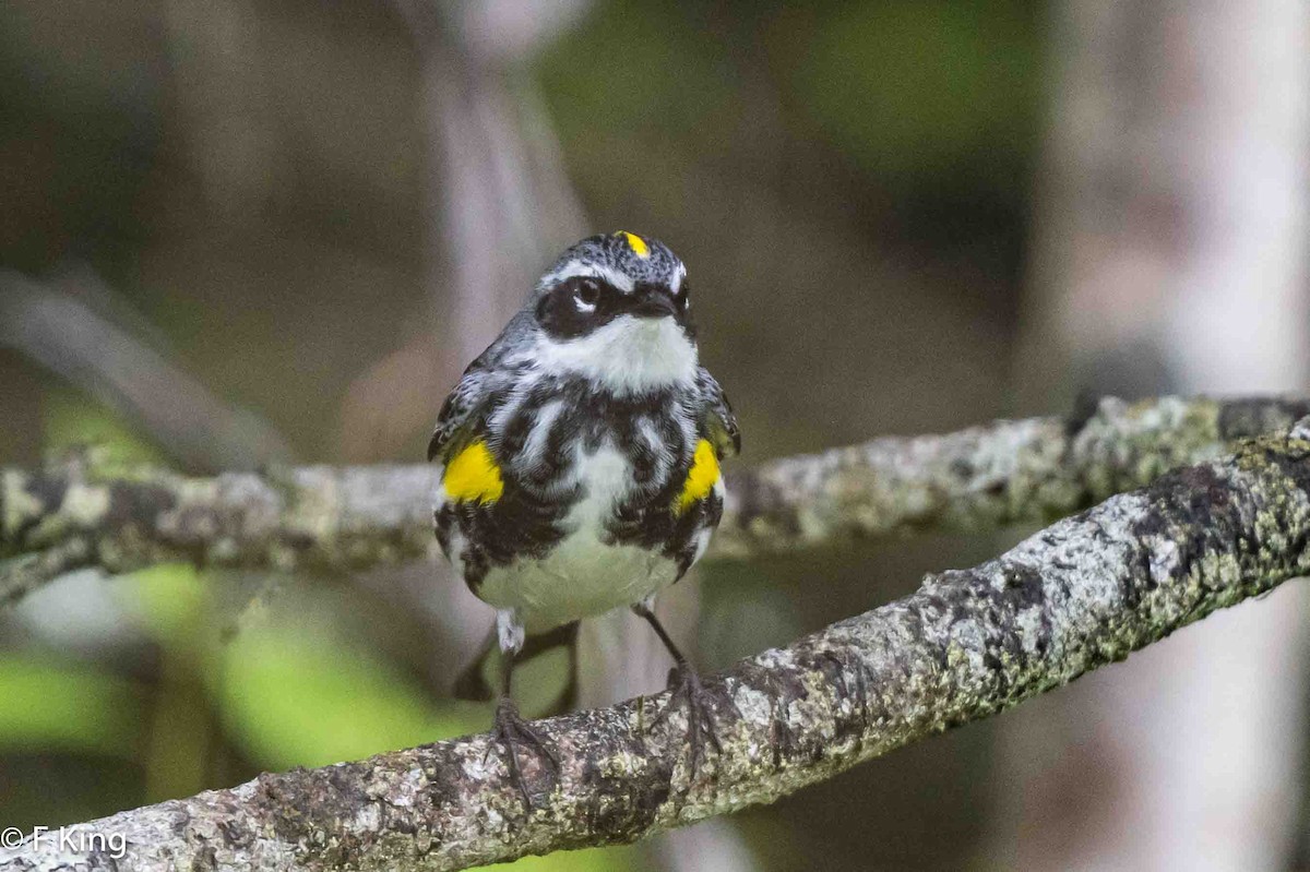 Yellow-rumped Warbler - ML620797834