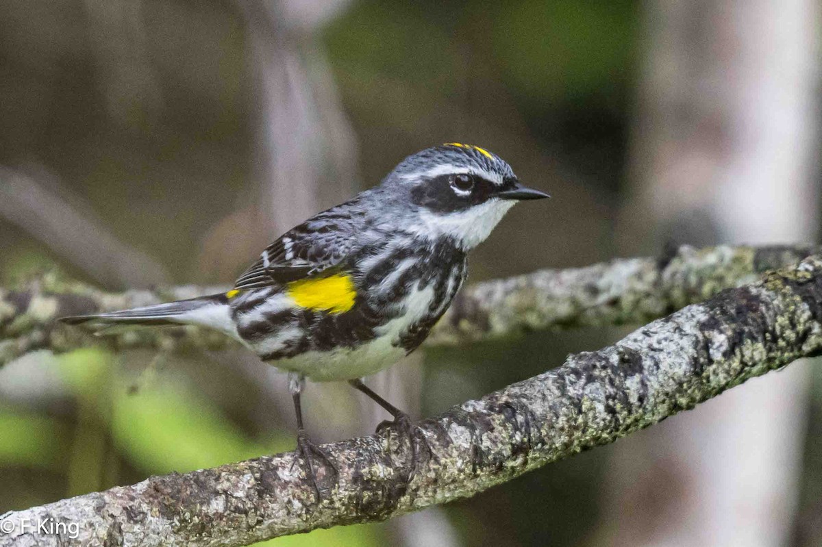 Yellow-rumped Warbler - ML620797835