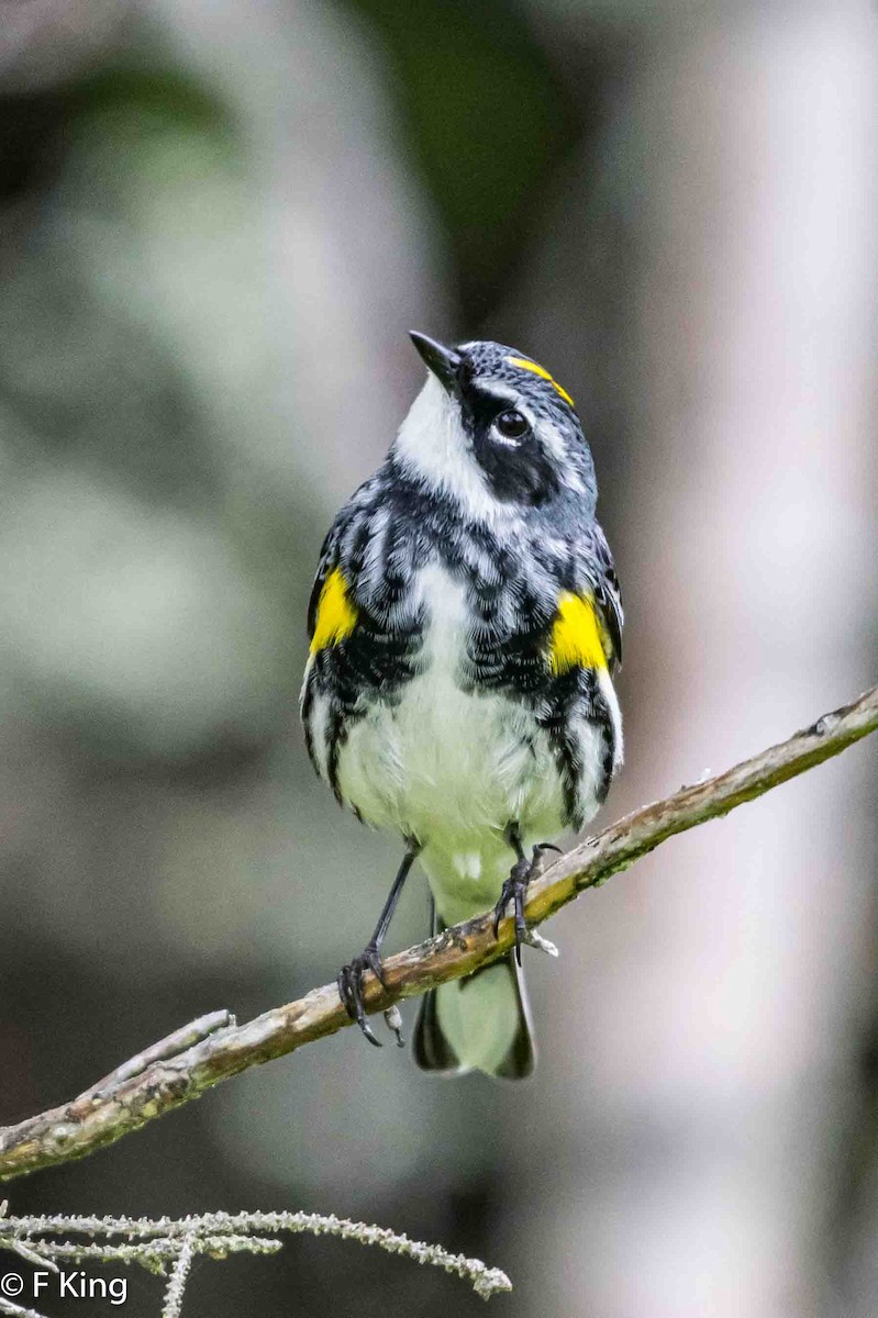 Yellow-rumped Warbler - ML620797836