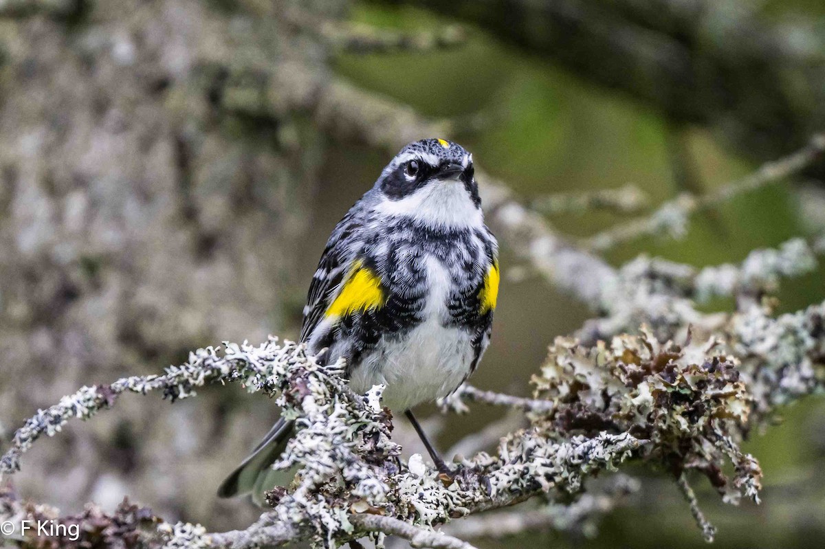 Yellow-rumped Warbler - ML620797837