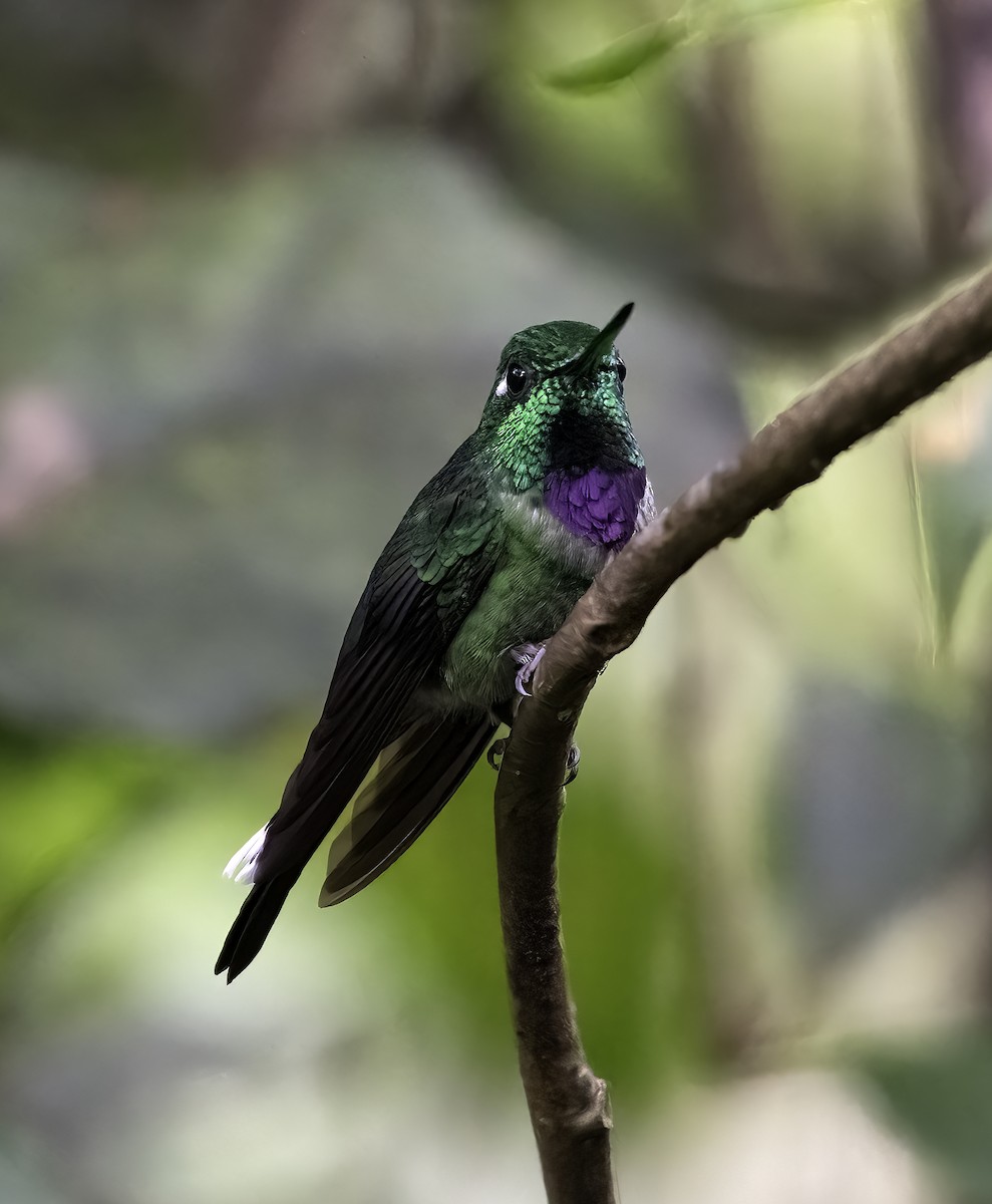 Purple-bibbed Whitetip - ML620797840