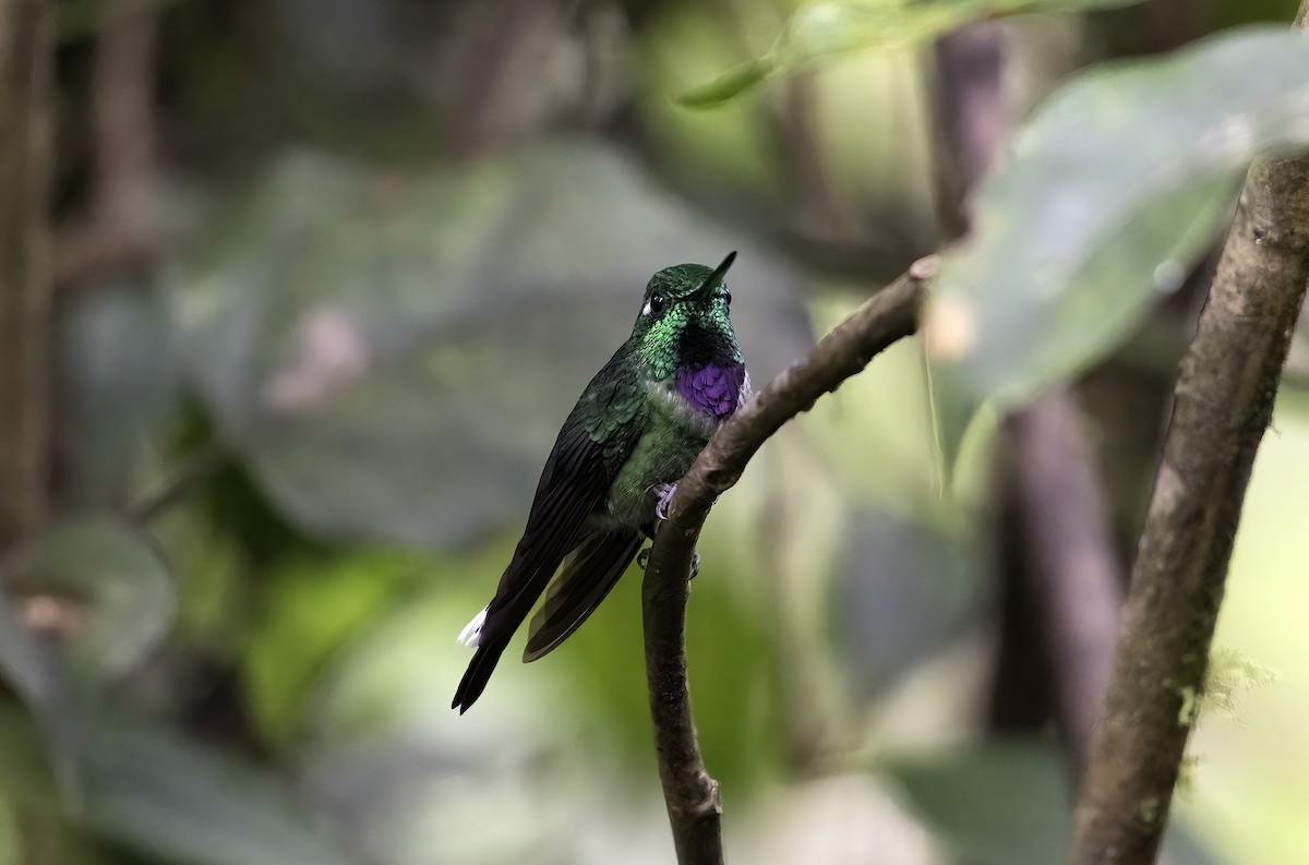 Purple-bibbed Whitetip - ML620797844