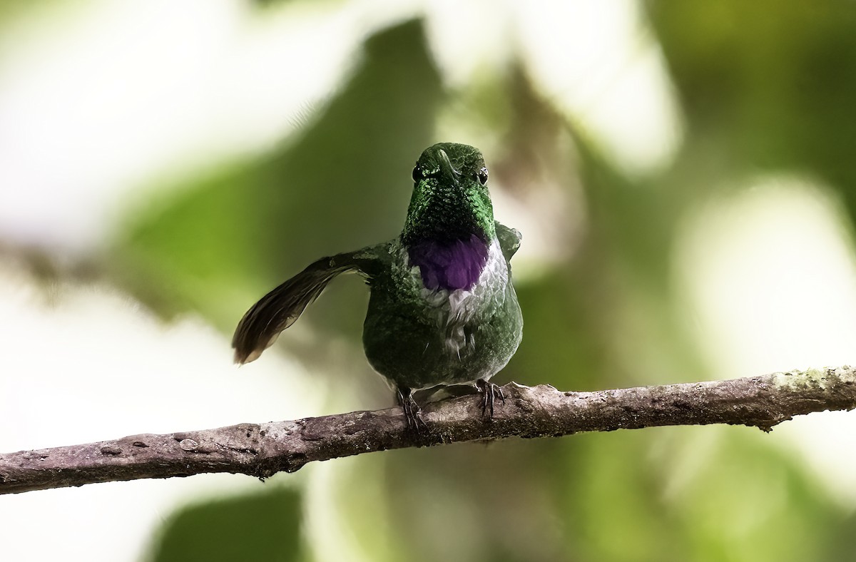 Purple-bibbed Whitetip - ML620797852