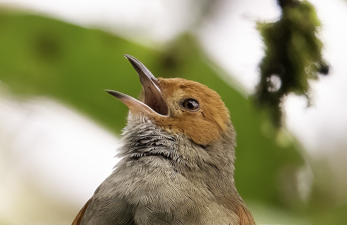 Red-faced Spinetail - ML620797862