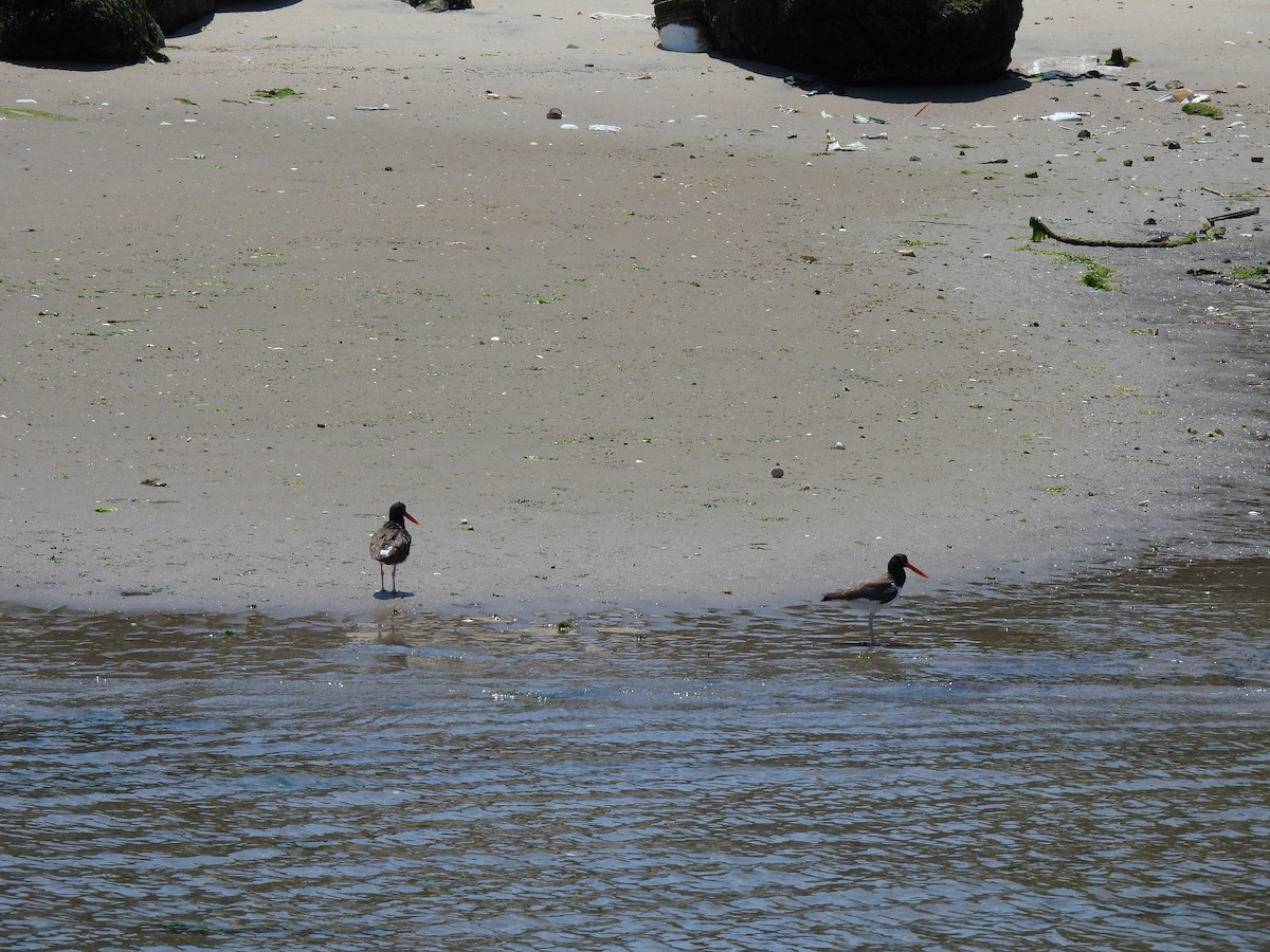 American Oystercatcher - ML620797863