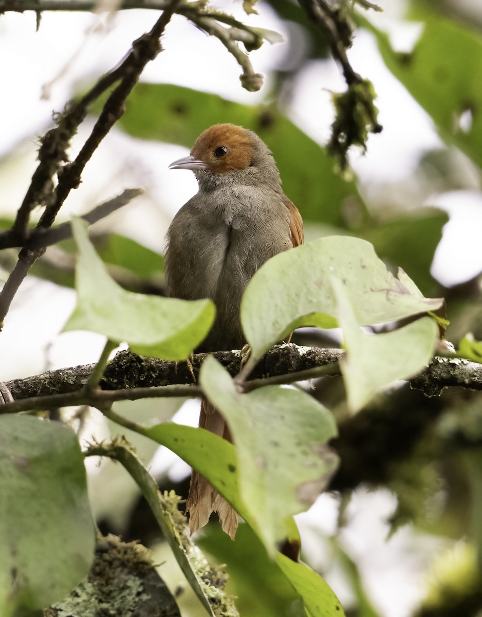 Red-faced Spinetail - ML620797864