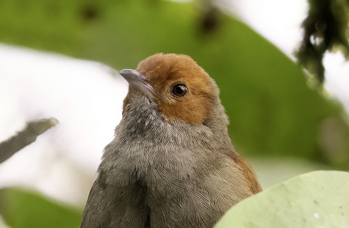Red-faced Spinetail - ML620797865