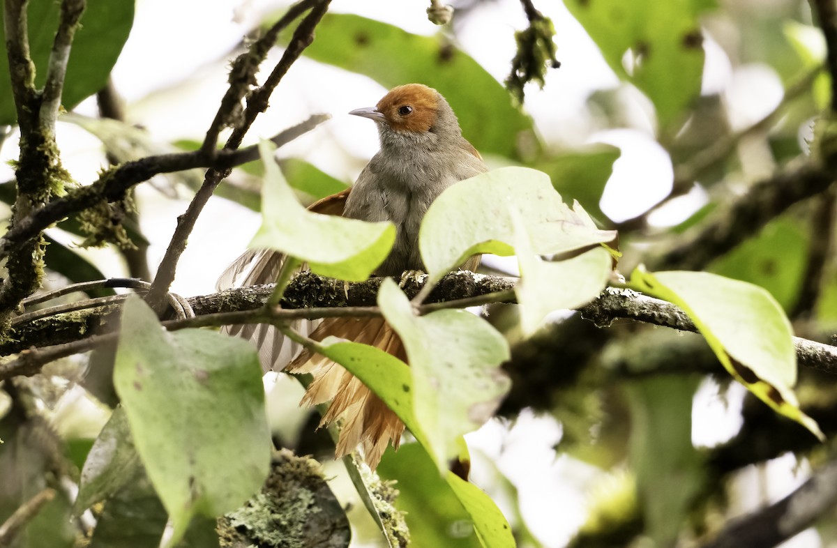 Red-faced Spinetail - ML620797868