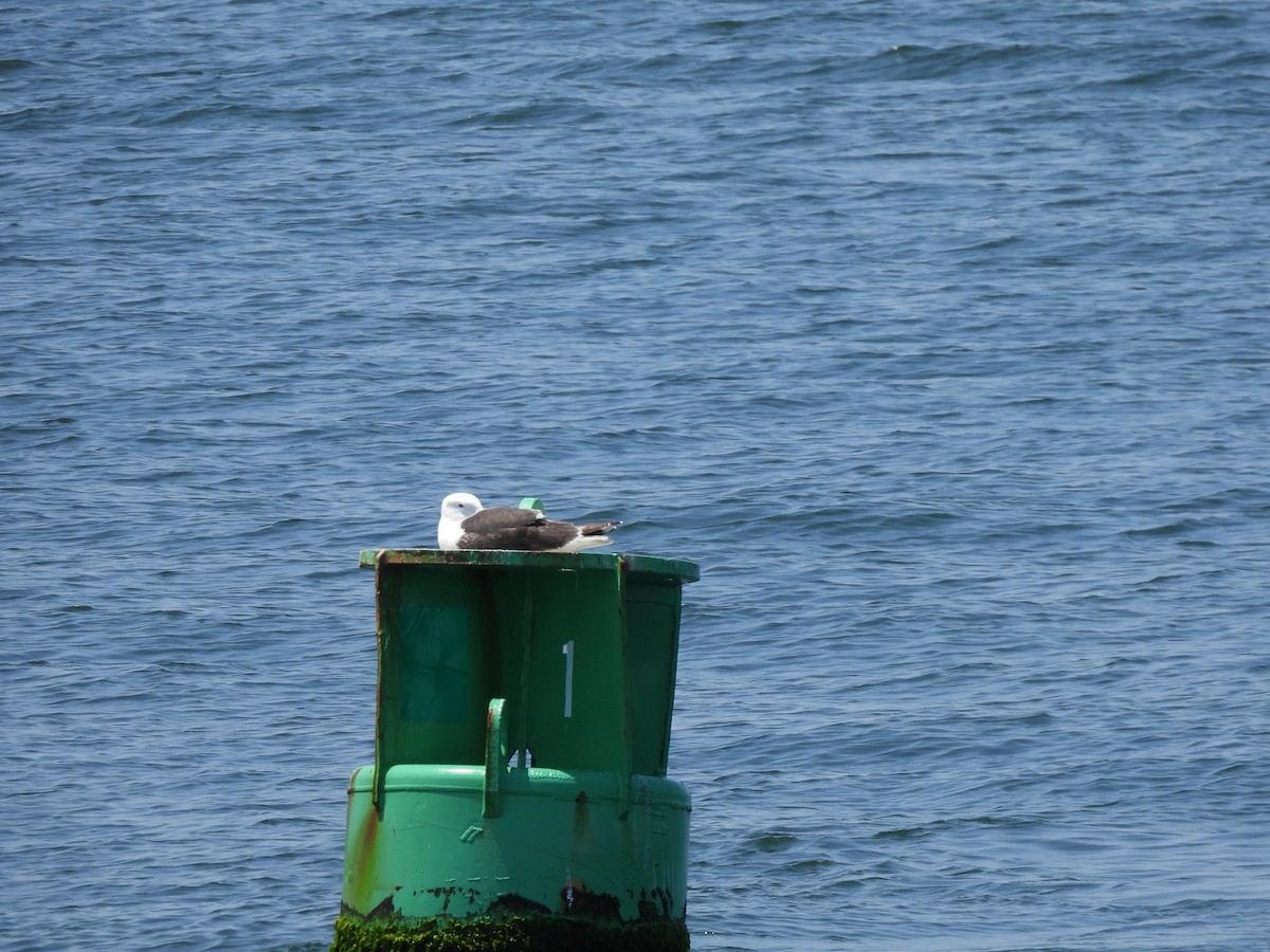 Great Black-backed Gull - ML620797869