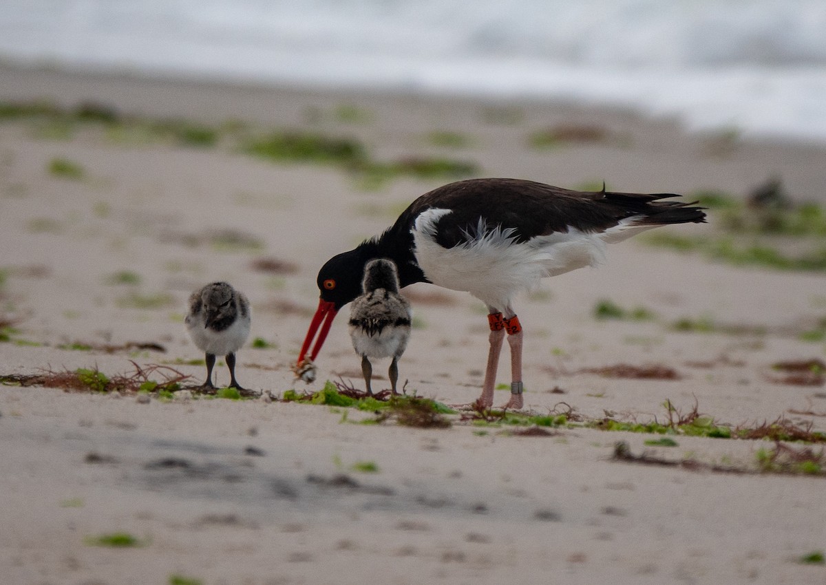 American Oystercatcher - ML620797872