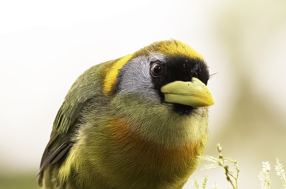 Red-headed Barbet - Leo Wiznitzer