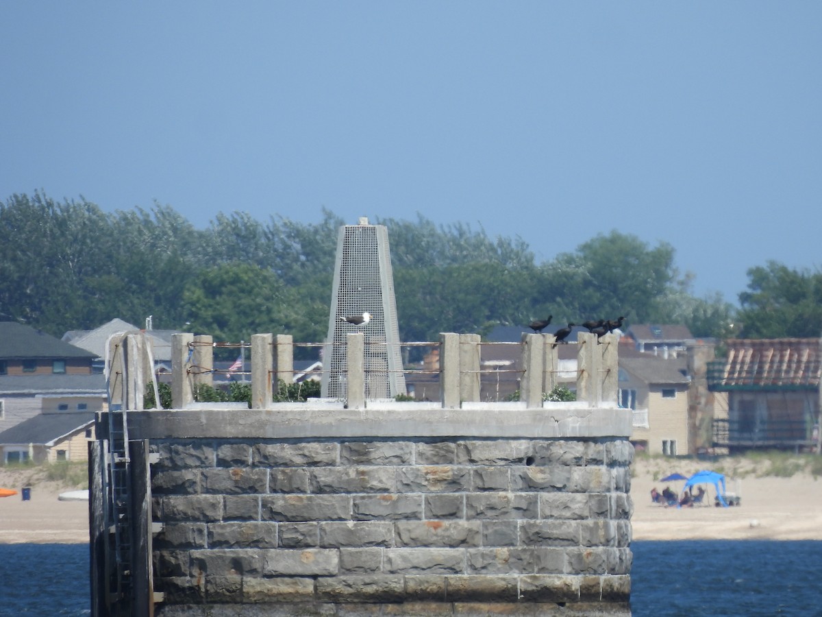 Great Black-backed Gull - ML620797883