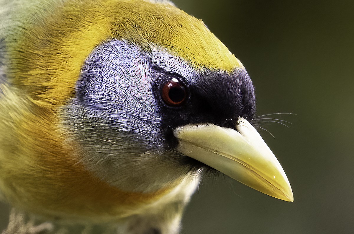 Red-headed Barbet - ML620797887