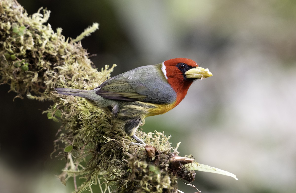 Red-headed Barbet - Leo Wiznitzer