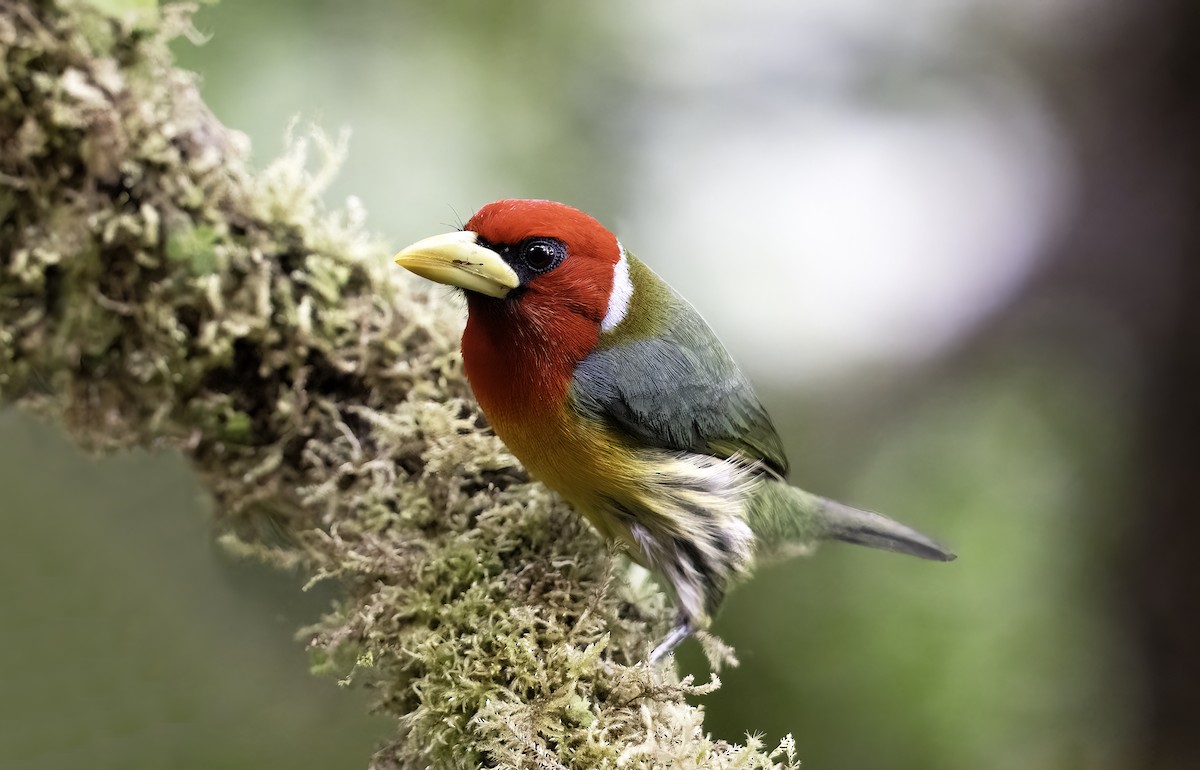 Red-headed Barbet - ML620797897