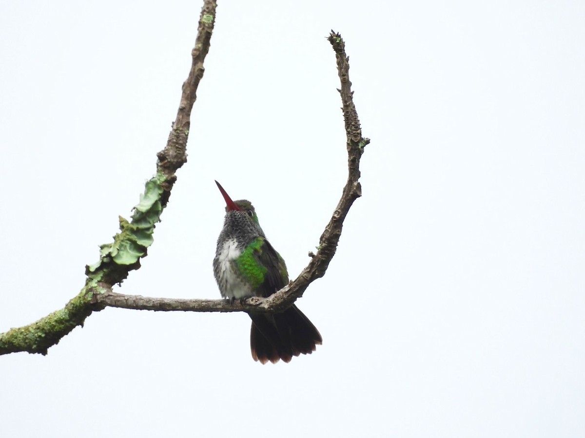 Glittering-throated Emerald - Anonymous