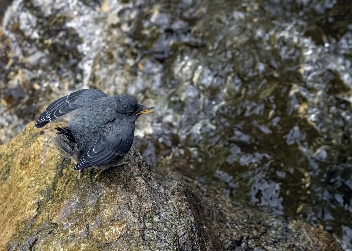 American Dipper - ML620797920