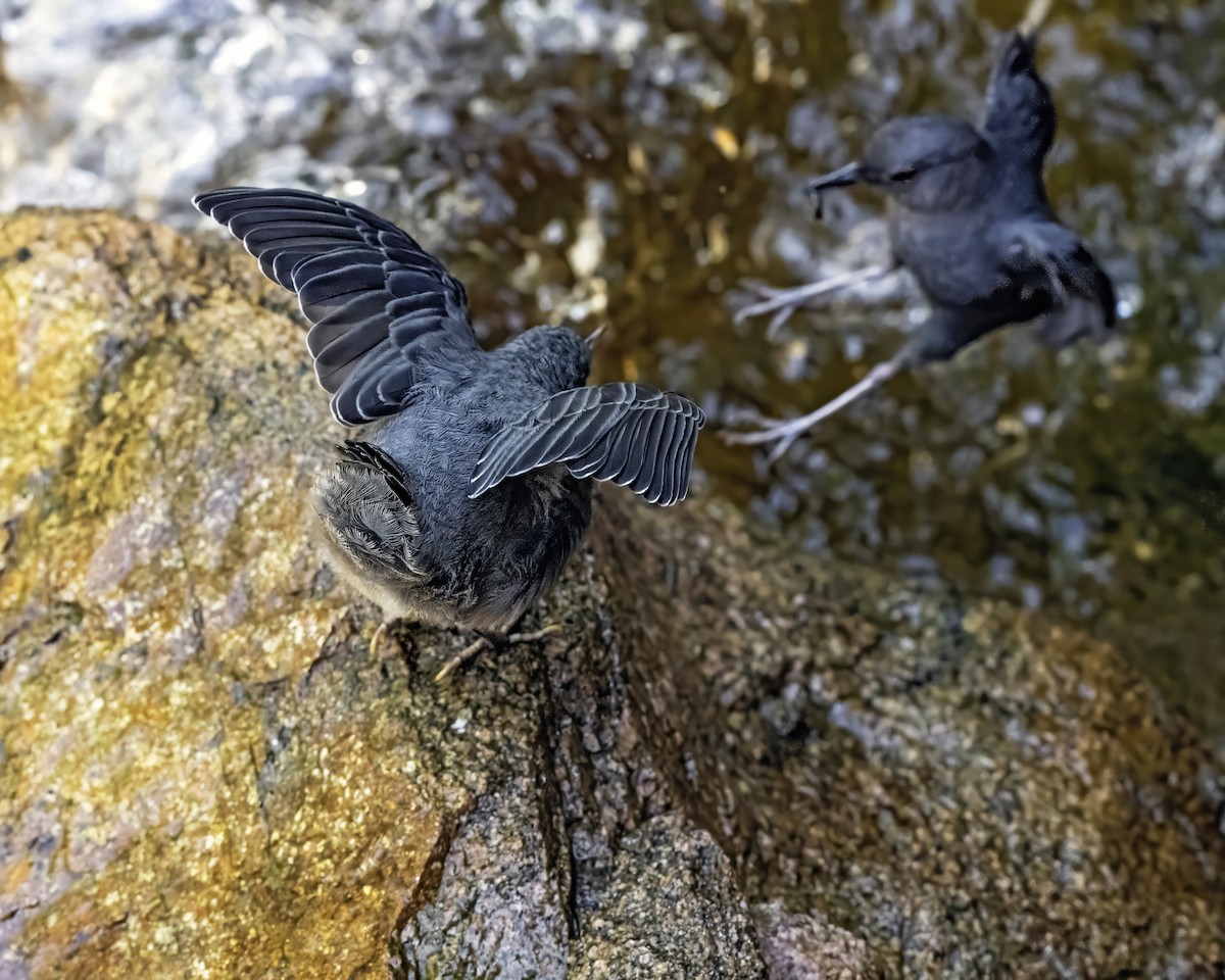 American Dipper - ML620797928