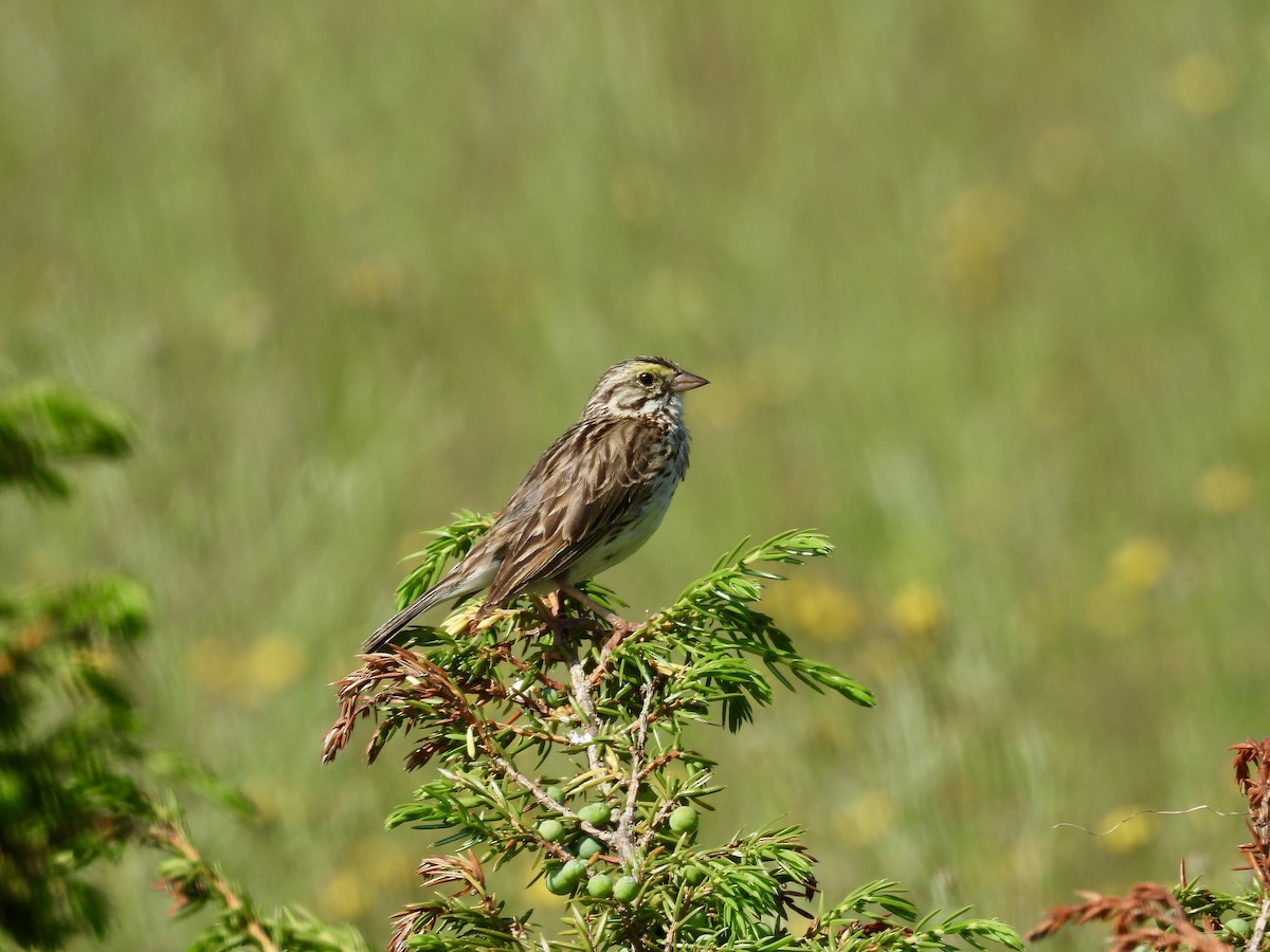 Savannah Sparrow - ML620797935