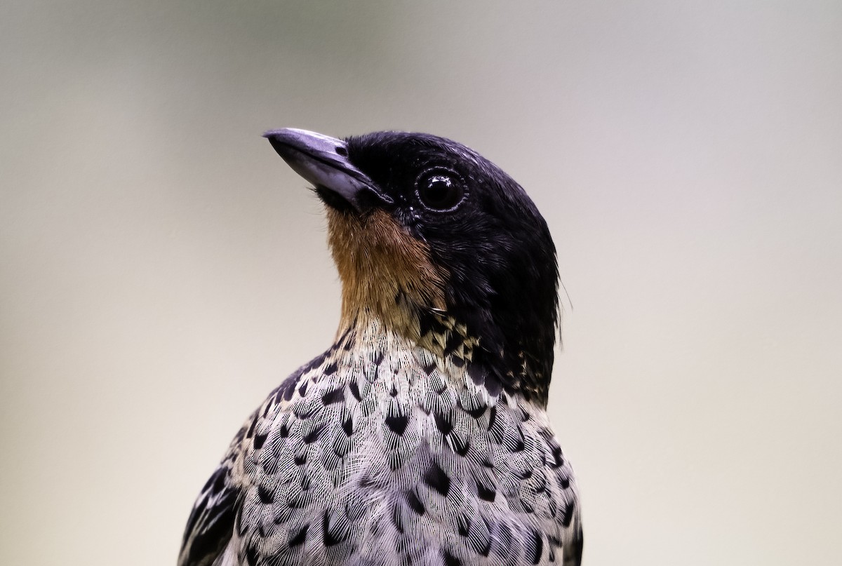 Rufous-throated Tanager - ML620797940