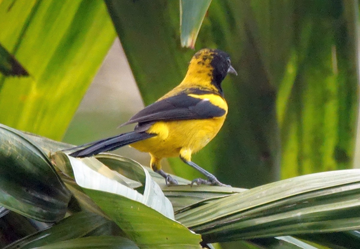 Black-cowled Oriole - ML620797941